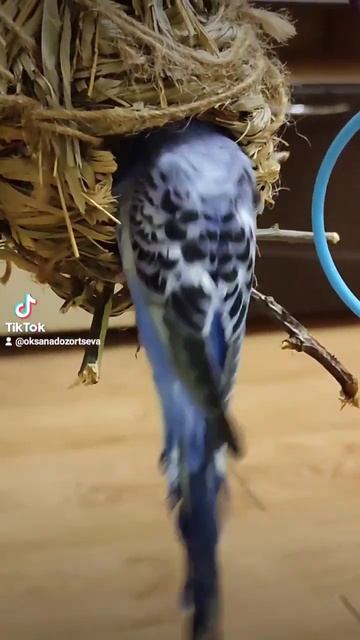 люблю #shorts #хочуврек #красота #любовь #тикток #love #попуг? смотреть онлайн