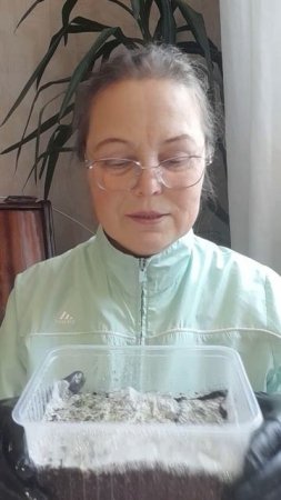 Проверка всхода семян петунии| Ирина Родина