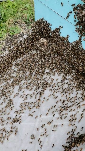 Поймали рой пчел и посадили в улей смотреть онлайн