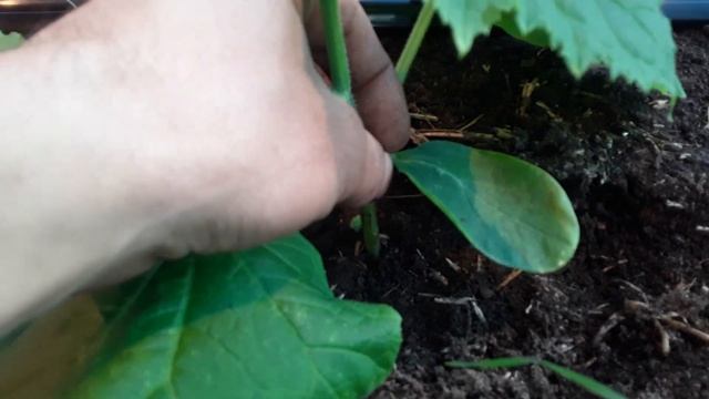 7й день после посадки. Состояние растений #землядел #ог