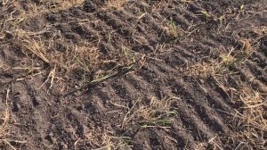 Сидераты летом вместо картофеля. Посев, покос, вспашка