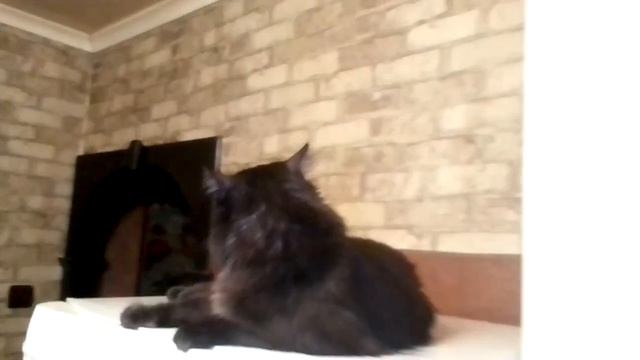 Я хотел, но НЕ УСПЕЛ!(( Кошка Ксюша ЗАЛЕЗЛА НА ШКАФ РАНЬШЕ котенка Барсика.