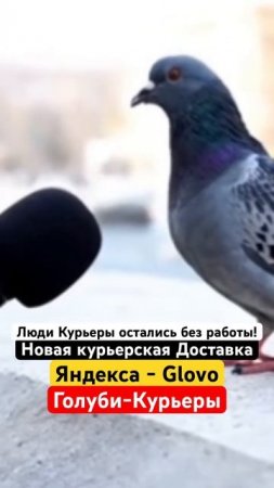 Голуби Курьеры новая доставка от Яндекса Glovo