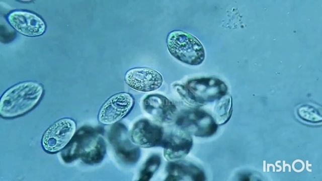 а почему же в воде есть микробы узнайте в этом видео! смотреть онлайн