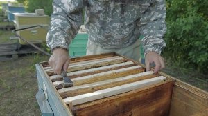 Пасека 2025. Как развиваются пчелопакеты.