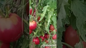 СОРТОВЫЕ ТОМАТЫ КОЛЛЕКЦИЯ ЛИПАТОВОЙ АНАСТАСИИ // ВАЦА?