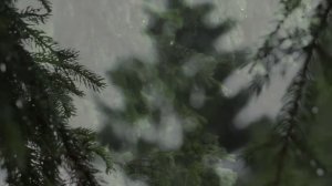 Расслабляющий звук дождя и ветра в лесу
