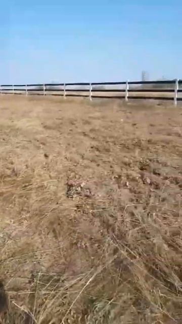 Миндалевый сад Лосковых. Часть 6. Сборка навесного обо? смотреть онлайн