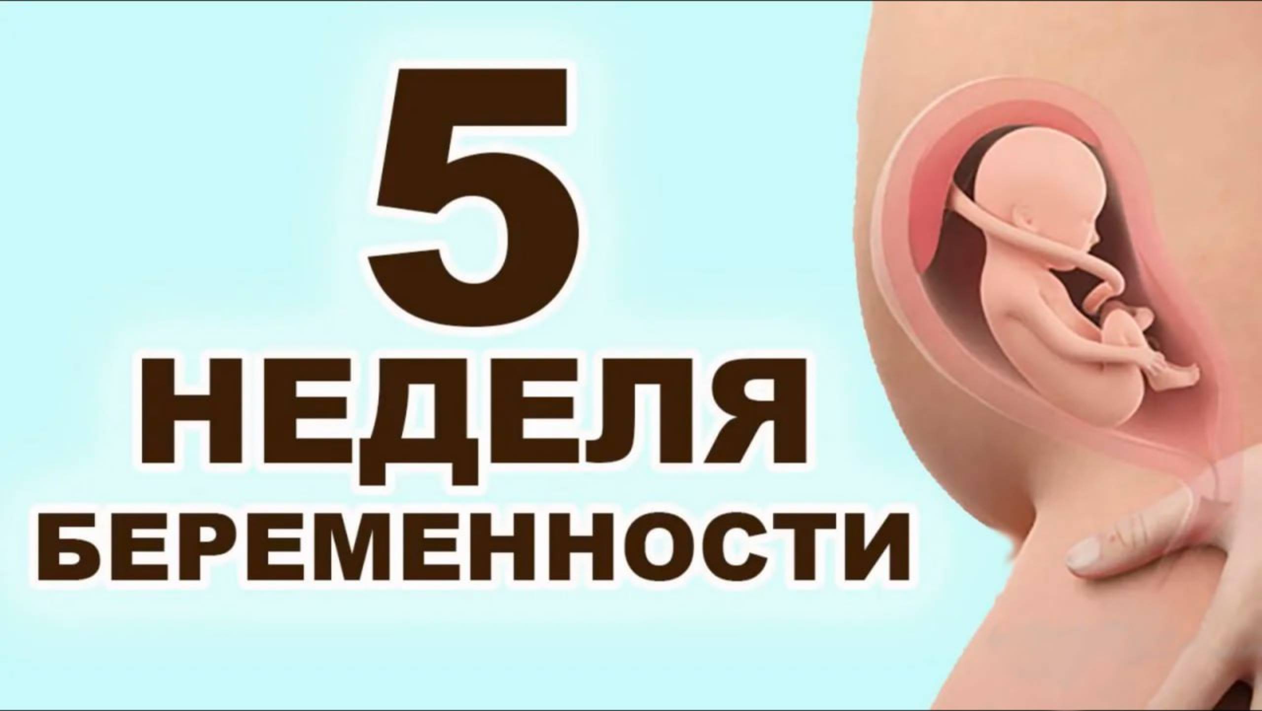 Что происходит с мамой и ребёнком на 5 неделе беременности? 2 месяц беременности. Первый триместр смотреть онлайн