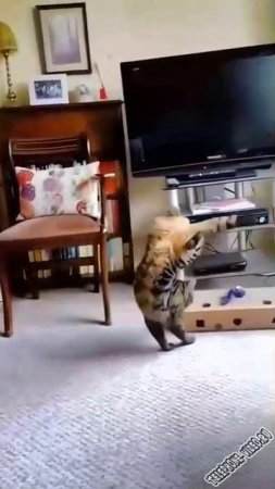 Коты не перестают удивлять...