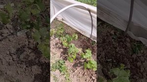 05.06.2025 виноград Подмосковья г Подольск