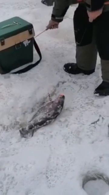 Форель Ратлин резина  паста . Зарыбление в субботу 400 ?