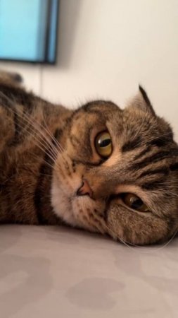 🐯ЧТО ЗА КАРТИНКА ЛЕЖИТ РЯДОМ🐯