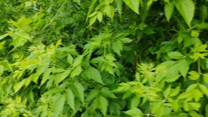 Рассматриваем клен в деревне, деревенская жизнь, лето в деревне