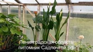 Каллы или зантедескии - выращивание в открытом грунте.