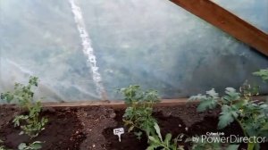 Сегодня для капусты райское наслаждение.