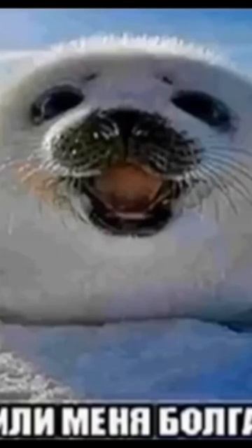 пожалуйста !! распели меня болгаркой😭😰😨 смотреть онлайн