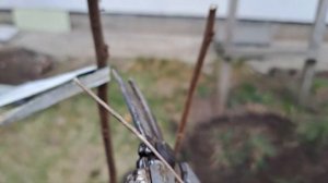 Обрезка 2 летней хурмы при посадке.