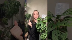 Зачем нужны опора или тотем для комнатных растений #ко