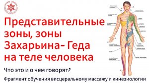 Представительные зоны, зоны Захарьина- Геда на теле человека. Что это и о чем говорят?