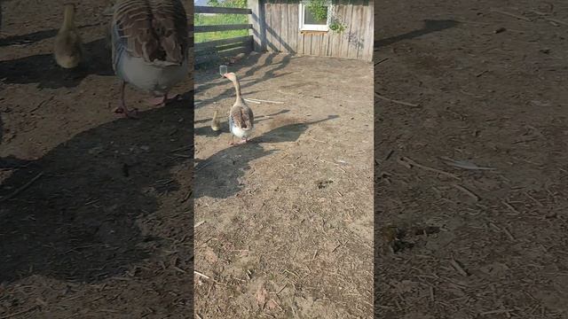 Будни в гусиных ясельках