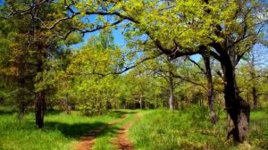 Ты живи, моя РоссиЯ!