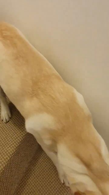 Когда нельзя залазить на лестницу, а я залез #shorts смотреть онлайн