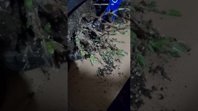 Хранилище с крупнолистными гортензиями, как сэкономи? смотреть онлайн