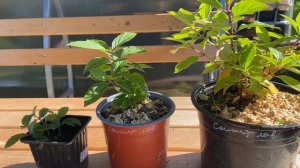 Как больше не буду черенковать гортензию. Почему важе?