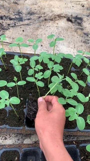 Рассада арбуза 🌱🌱🌱 смотреть онлайн