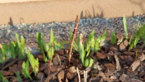 КРУПНОЛИСТНАЯ ГОРТЕНЗИЯ🌸Цветочные почки🌸Обрезка с