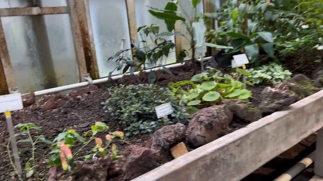 #Орхидеи и не только! 🫣🌸🔥 смотреть онлайн