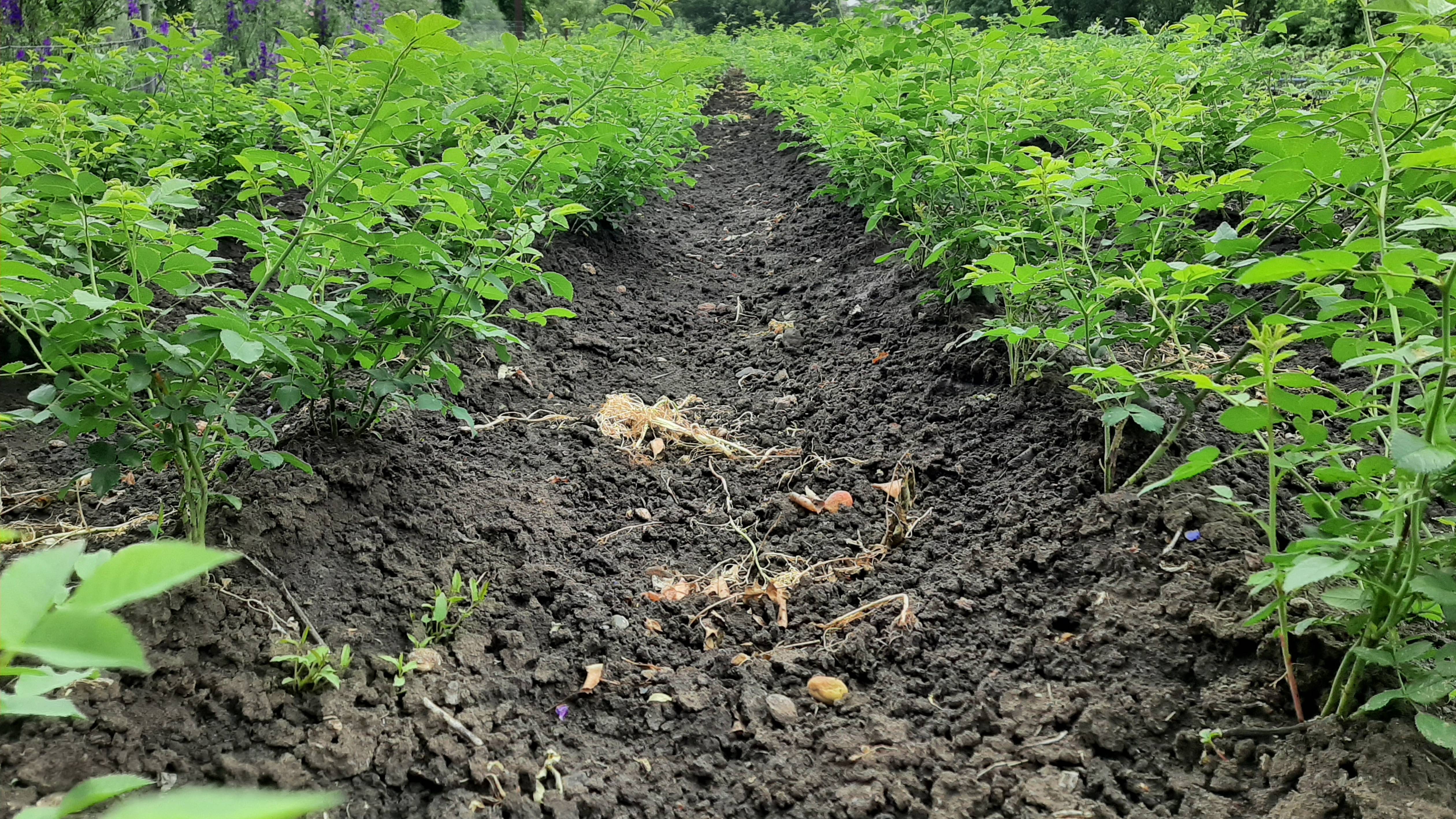 Шиповник под прививку Ростовская область май 2025