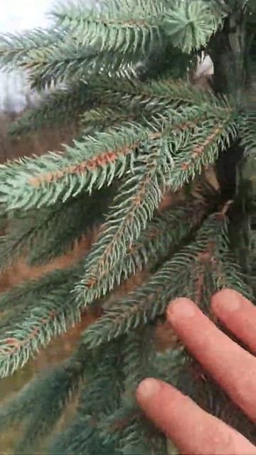 Елка искусственная Литая "Альпийская" смотреть онлайн