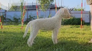 Анвиго Соул Адель - 4,5 месяца