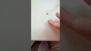 Как собрать семена у колеуса?  Это легко!