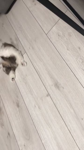 Катается так, пока «фу» не скажешь😂#шитцулучшиесобак смотреть онлайн