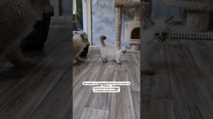 Встреча котят с отцом. Невская маскарадная. Пометы Владыка леса А и Б. 4.06.2025