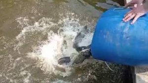 Зарыбление водоёмов клариевым сомом. Клёвое место Лосиный остров.