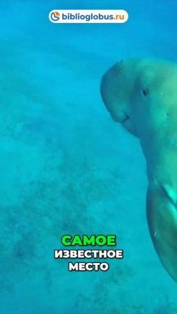 Красное Море: подводный мир Египта для дайверов #shorts