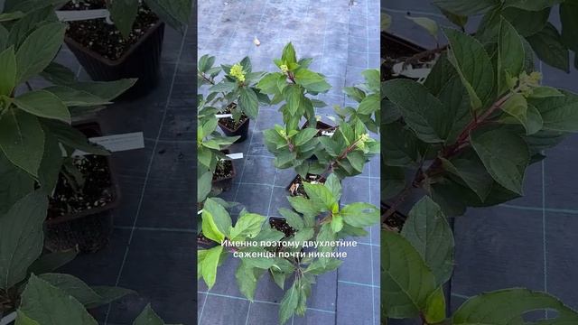 Гортензии Почтой‼️ Ссылка для заказа в описании смотреть онлайн