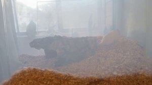 Вот так появляются новые песчанки