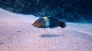 День в Шаркс Бей  | Шарм-Эль-Шейх | Египет. Day at Sharks Bay  | Shar