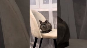 Бурманская кошка.Как развивалась от 1 месяца до 1 года.