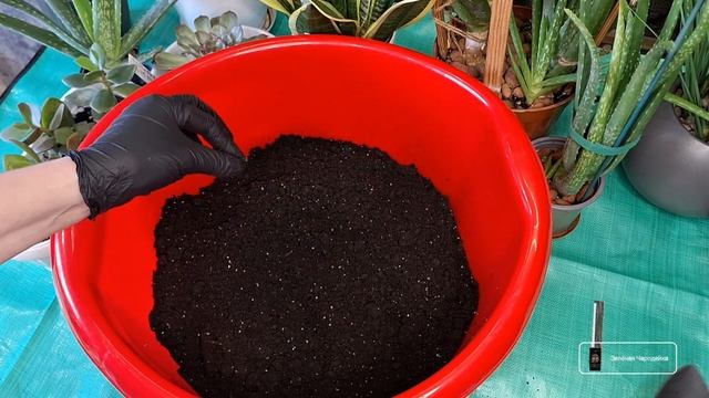 ГРУНТ для СУККУЛЕНТОВ своими руками! Впереди большая ?