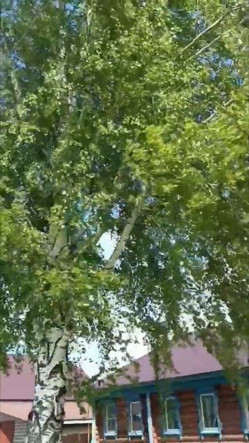 #природа #берёза #деревня смотреть онлайн