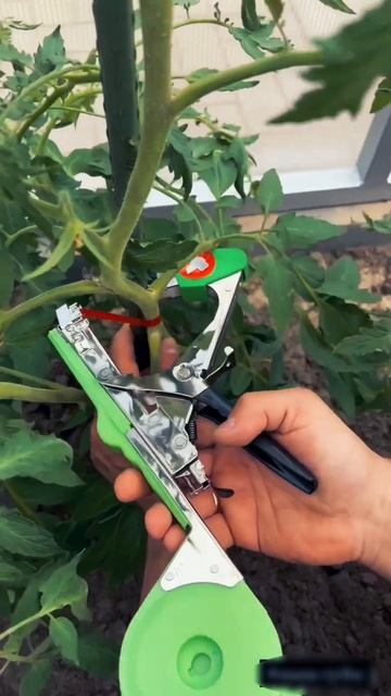 Надоело подвязывать помидоры?! Нашел чудо находку! #да? смотреть онлайн