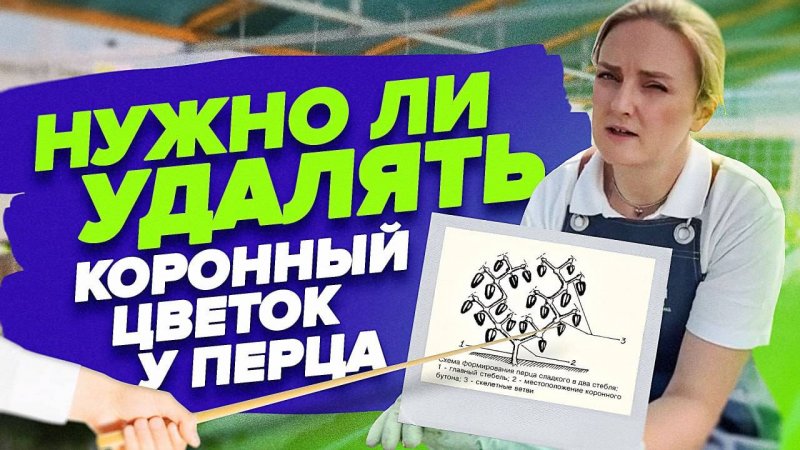 КАК МЫ ФОРМИРУЕМ НАШИ ПЕРЦЫ