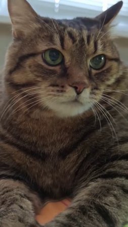Нет идеальной женщины 🤣 - Коты не врут