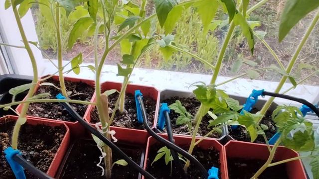 Первые потери рассады томатов высаженных в теплицу 23 ? смотреть онлайн